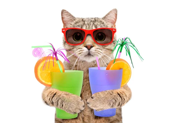 Funny Kočka Sluneční Brýle Koktejly Jeho Tlapky Izolovaných Bílém Pozadí — Stock fotografie