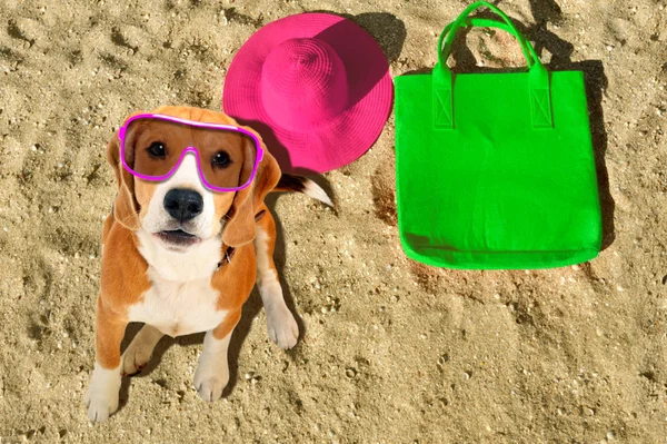 Portrét Roztomilý Pes Beagle Sluneční Brýle Sedí Pláži — Stock fotografie