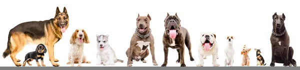 Группа Одиннадцати Собак Белом Фоне — стоковое фото