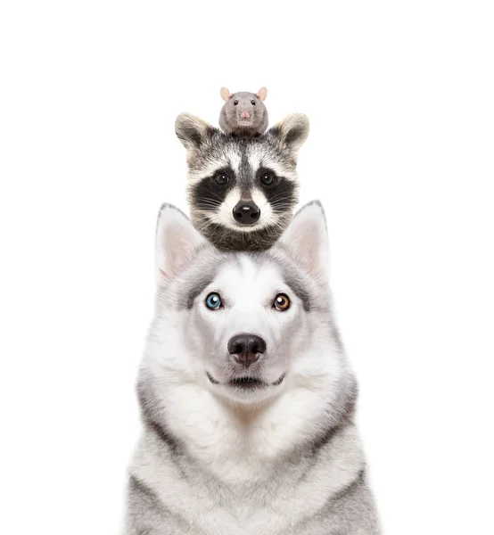 Portræt Hunderace Siberian Husky Med Vaskebjørn Rotte Hovedet - Stock-foto