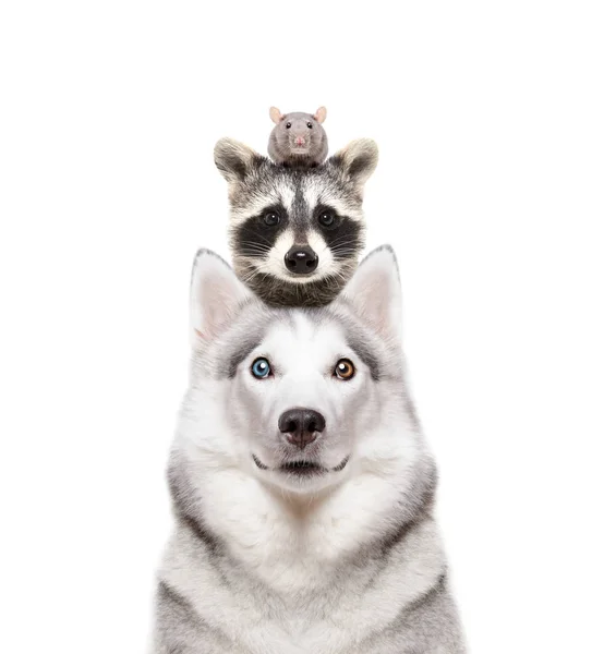 Potret Anjing Ras Siberian Husky Dengan Rakun Dan Tikus Kepala — Stok Foto