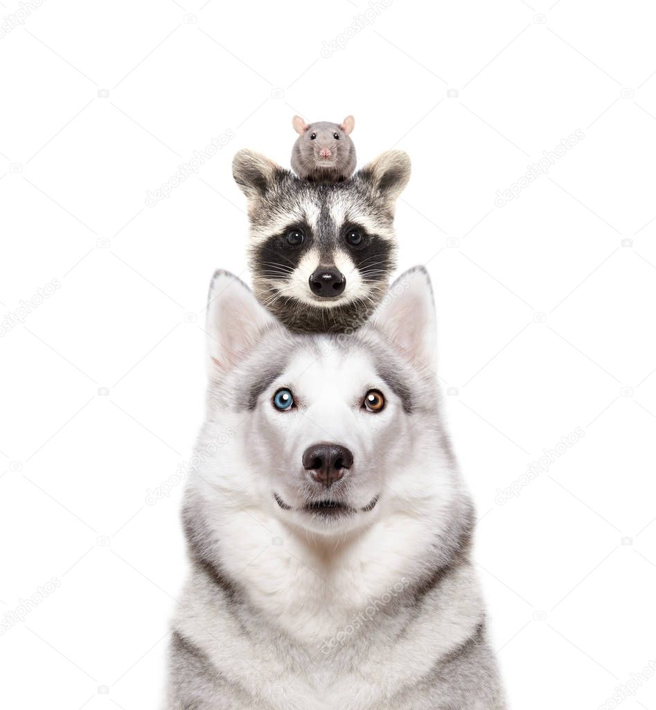 Portrait of a dog breed Siberian Husky with a raccoon and a rat on a head