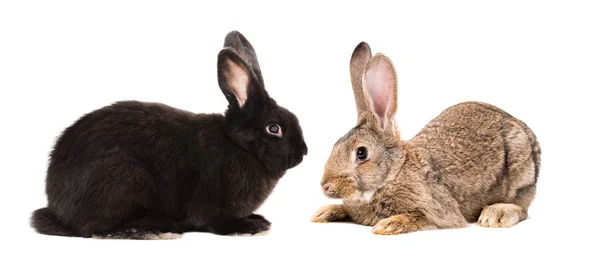 Black Brown Rabbits Sitting Together Isolated White Background — Stock Photo, Image