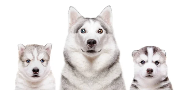 Портрет Собаки Породы Сибирский Хаски Щенками Изолированы Белом Фоне — стоковое фото