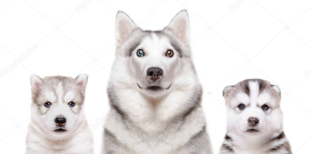Portrait of a dog breed Siberian Husky with puppies isolated on white background