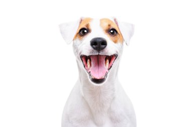 Beyaz arka plan üzerinde izole komik köpek Jack Russell Terrier, portre, portre
