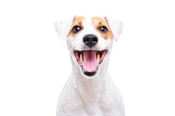 Πορτρέτο Του Ένα Αστείο Σκύλο Τζακ Ρασελ Closeup Απομονώνονται Λευκό — Φωτογραφία Αρχείου