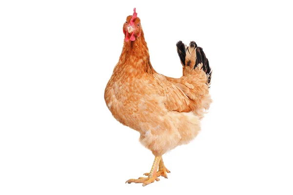 Röd Kyckling Stående Isolerad Vit Bakgrund — Stockfoto