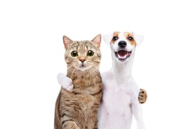 Bir Jack Russell Terrier köpek ve kedi İskoç düz beyaz arka plan üzerinde izole birbirlerine sarılma portresi