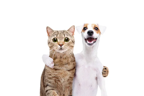 Portrait Dog Jack Russell Terrier Cat Scottish Straight Hugging Each — Stock Photo, Image