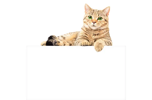 Portrét Půvabné Kočky Skotský Rovný Ležící Banner Izolované Bílém Pozadí — Stock fotografie