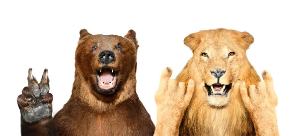 有趣的熊和狮子显示手势 孤立在白色背景 — 图库照片