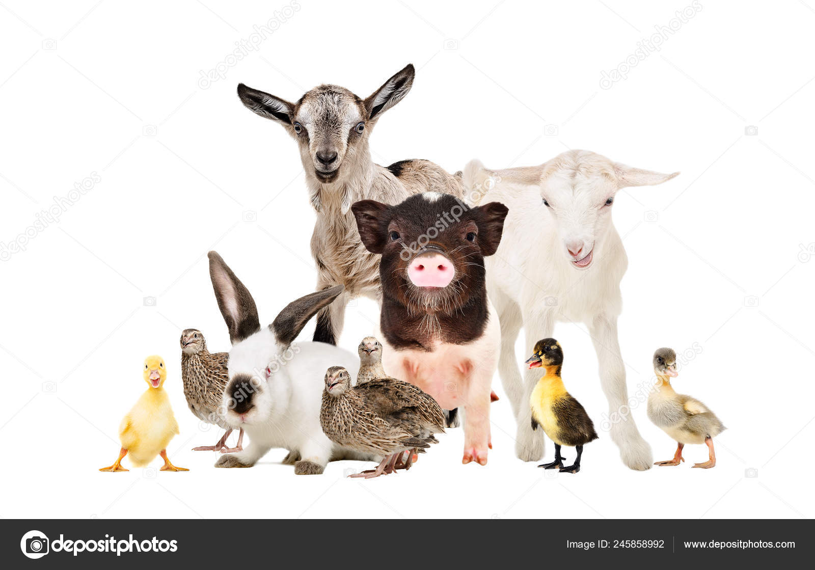 Cute Farm Animals Together Isolated White Background Stock Photo by