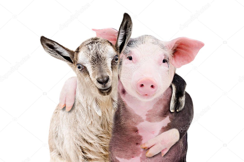 Portrait of a goat and a pig embracing each other isolated on white background