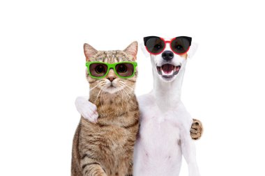 Bir Jack Russell Terrier köpek ve kedi İskoç düz beyaz arka plan üzerinde izole birbirlerine sarılma güneş gözlüğü portre