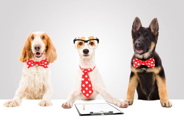 Gri arka plan üzerinde üç komik ofis köpek