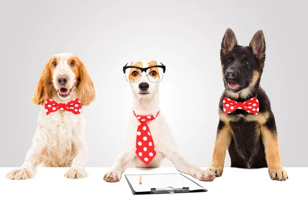 三个有趣的办公室狗在灰色背景 — 图库照片
