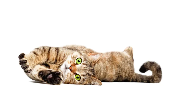 Charming Cat Scottish Straight Lying Isolated White Background — Stock Photo, Image