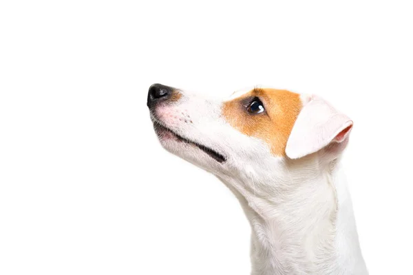 杰克罗素泰瑞尔狗的画像向上看 侧视图 查出在白色背景 — 图库照片