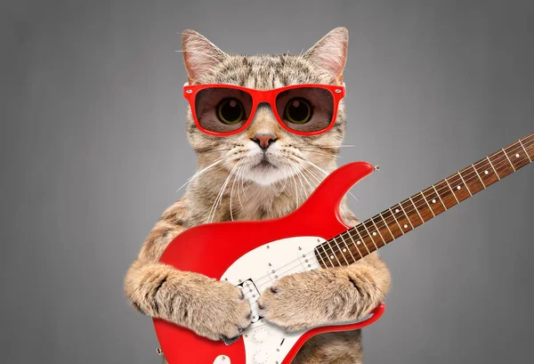 Skotský Rovný Cat Sluneční Brýle Elektrickou Kytaru Šedém Pozadí — Stock fotografie