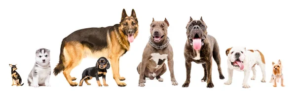 Groep Acht Leuke Honden Geïsoleerd Witte Achtergrond — Stockfoto