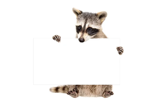 Portrait Cute Raccoon Sitting Banner — Stock Photo, Image