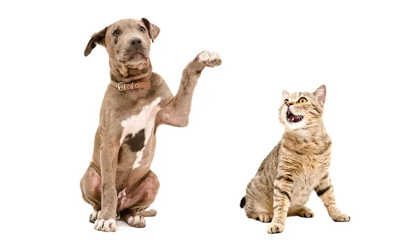 Playful Pit Bull Puppy Funny Cat Scottish Straight Isolated White Stock Photo