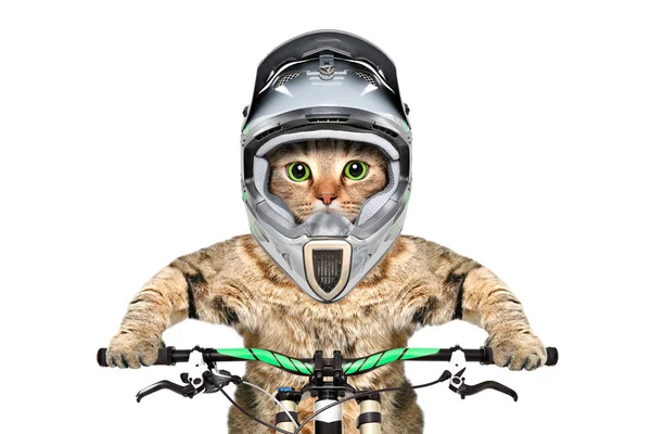 Retrato Gato Casco Sobre Una Bicicleta Aislada Sobre Fondo Blanco — Foto de Stock
