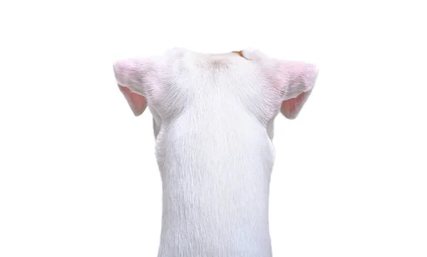 Jack Russell Terrier Närbild Bakifrån Isolerad Vit Bakgrund — Stockfoto