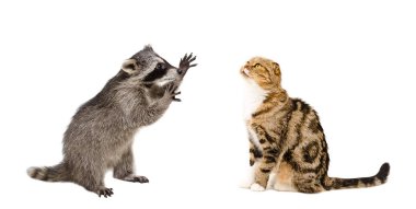 Komik Rakun ve kedi İskoç Fold beyaz arka plan üzerinde izole