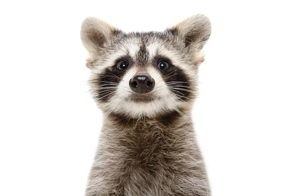 Portrait Cute Funny Raccoon Isolated White Background — Stock Photo, Image