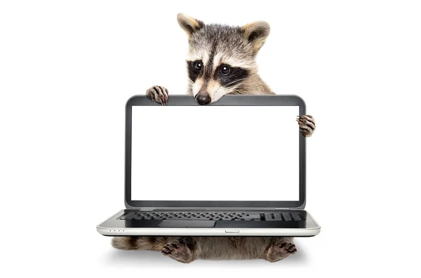 Portrait Cute Raccoon Sitting Laptop Isolated White Background — Stock Photo, Image
