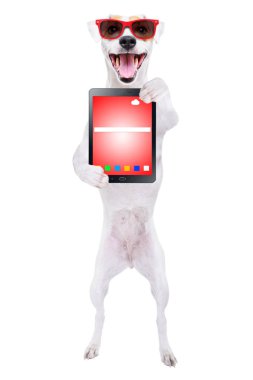 Neşeli köpek Jack Russell Terrier tablet içinde beyaz arka plan üzerinde izole pençeleri ile güneş gözlüğü