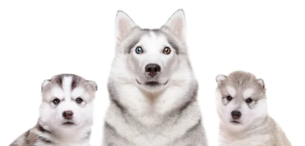Портрет Собаки Породы Сибирский Хаски Щенками Изолированы Белом Фоне — стоковое фото