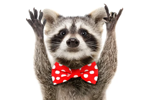 Beyaz arka plan üzerinde izole bir rock jest gösterilen Bow'da komik bir rakun portresi