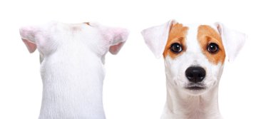 Jack Russell Terrier, closeup, back view and front view, isolated on white background