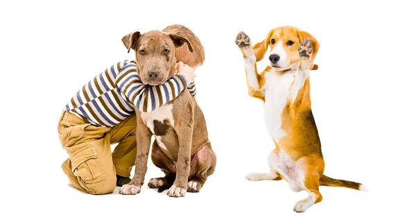 Menino Brincando Com Seus Cães Isolados Fundo Branco — Fotografia de Stock