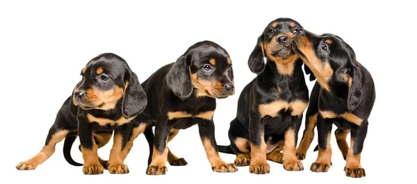 Four Lovely Puppies Together Isolated White Background — Stock Photo, Image