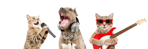 Portrait Pets Musicians Together Isolated White Background — Stock Photo, Image