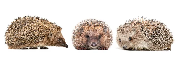 Three Cute Hedgehogs Isolated White Background — Stock Photo, Image