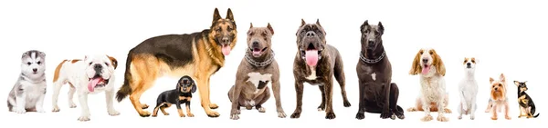 Группа Одиннадцати Милых Собак Разных Пород Изолированы Белом Фоне — стоковое фото