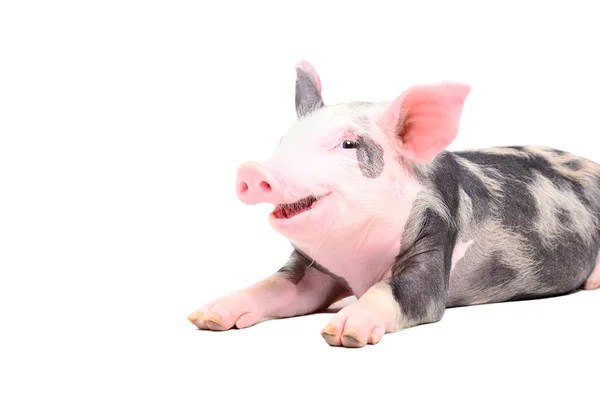 Śmieszne Małe Świnia Uśmiechnięta Leżącego Białym Tle — Zdjęcie stockowe