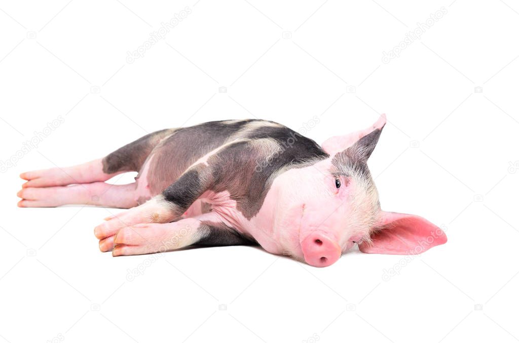 Cute little pig lying on its side isolated on white background