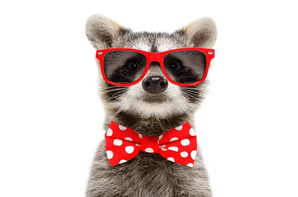 Portrait Funny Raccoon Sunglasses Bow Isolated White Background — Stock Photo, Image