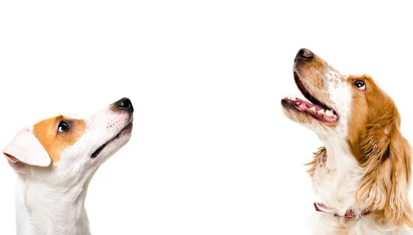 可爱的狗杰克罗素梗和俄罗斯斯帕尼尔的肖像 侧视图 孤立在白色背景 — 图库照片