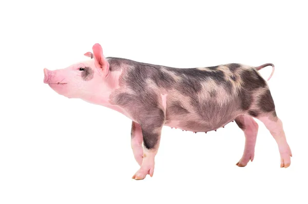 Nieuwsgierig Weinig Piggy Zijaanzicht Geïsoleerd Witte Achtergrond — Stockfoto