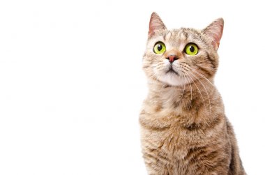 Bir meraklı kedi İskoç beyaz arka plan üzerinde izole düz portresi