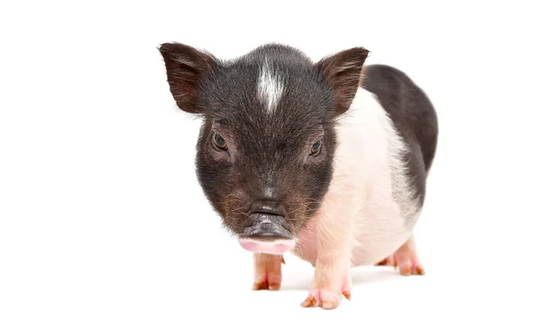 Schattige Kleine Vietnamese Piggy Geïsoleerd Witte Achtergrond — Stockfoto