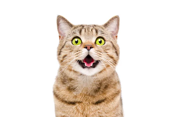 Retrato Hermoso Gato Scottish Straight Primer Plano Aislado Sobre Fondo —  Fotos de Stock