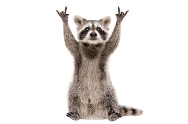 Funny raccoon showing a rock gesture isolated on white background clipart